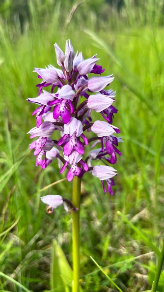 22-05-08 11-17-04 0767.jpeg